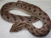 heterodon_kenerjy heterodon_kenerjy