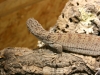 img_0015 img_0015